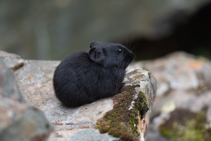 пищуха, пищухи, алтайская пищуха, природа, фотоохота, алтай, горы Брюнет фото превью