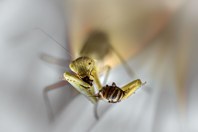 Второй завтрак фото превью