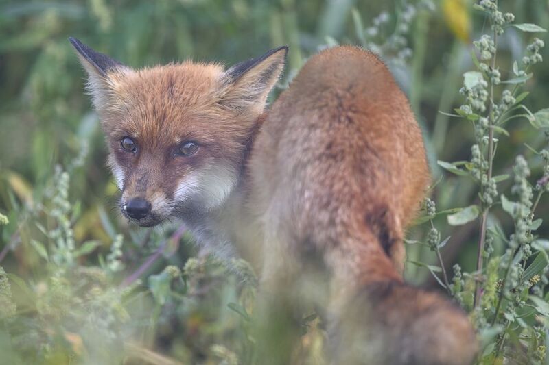 Лисенок фото превью