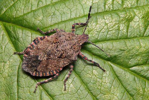 Brochymena quadripustulata