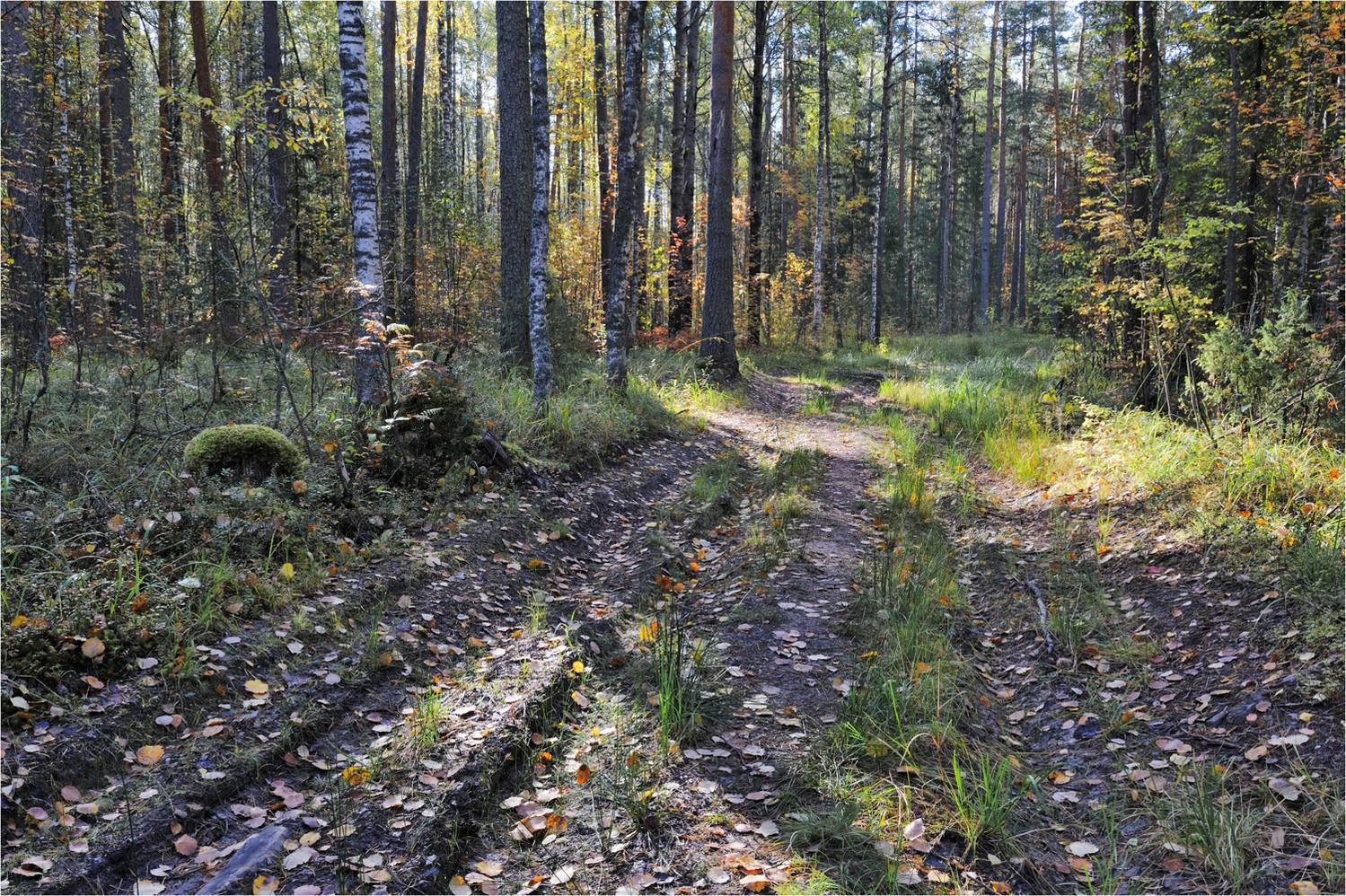 , Анатолий Гулин