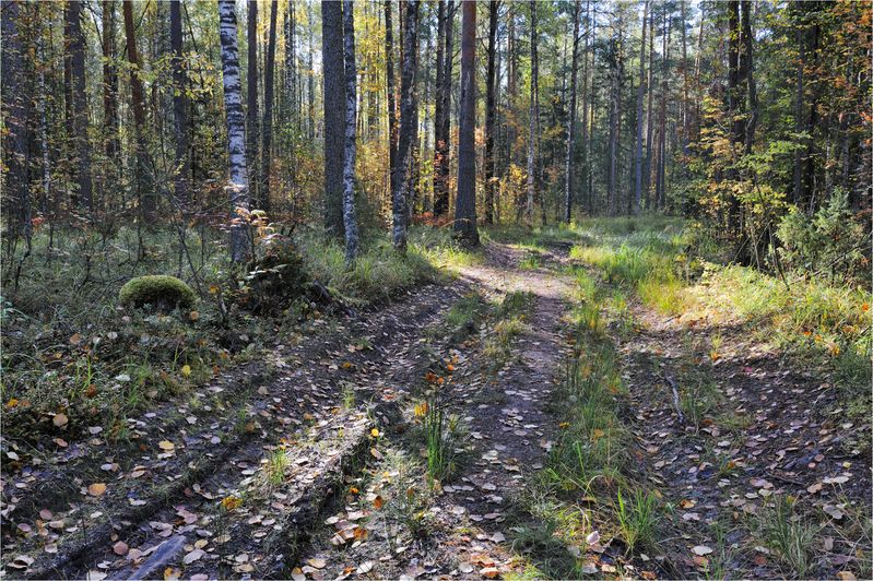 Сентябрь в лесу фото превью