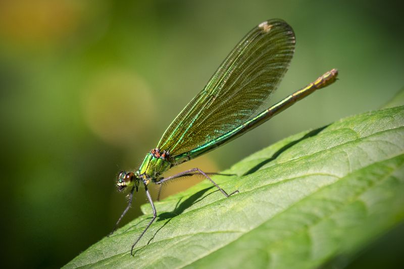 Зелёная. фото превью