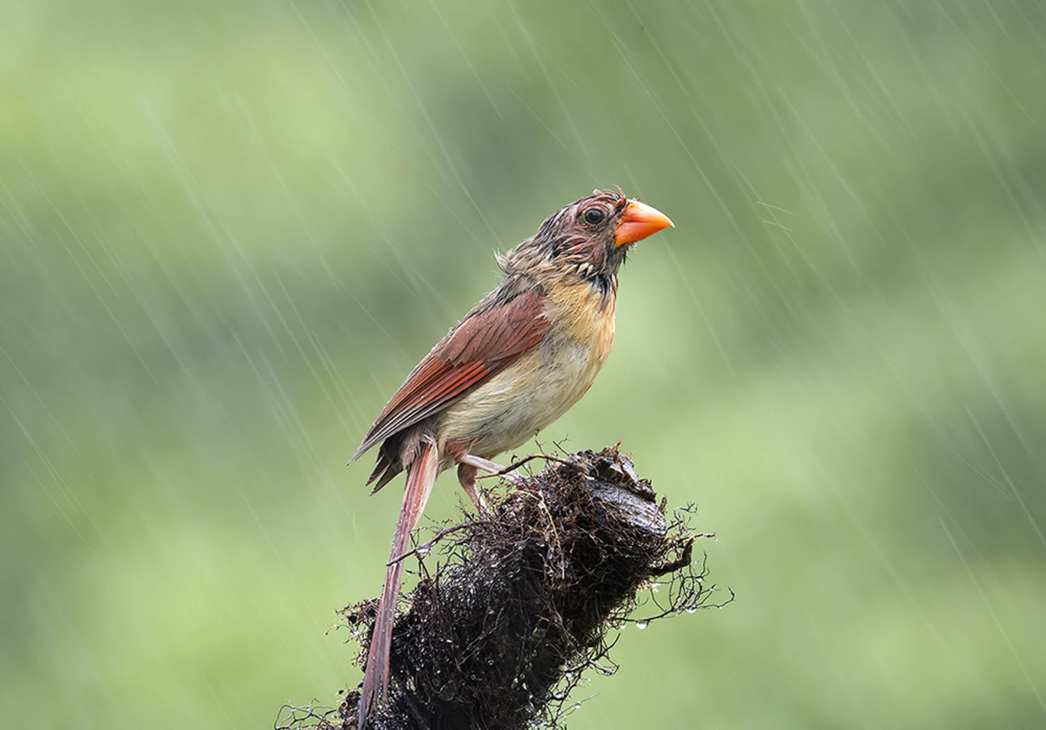 красный кардинал, northern cardinal, cardinal,кардинал, дождь, Etkind Elizabeth
