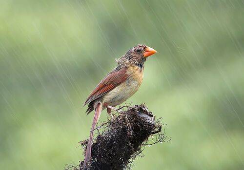 Female Northern Cardinal - Самка. Красный кардинал