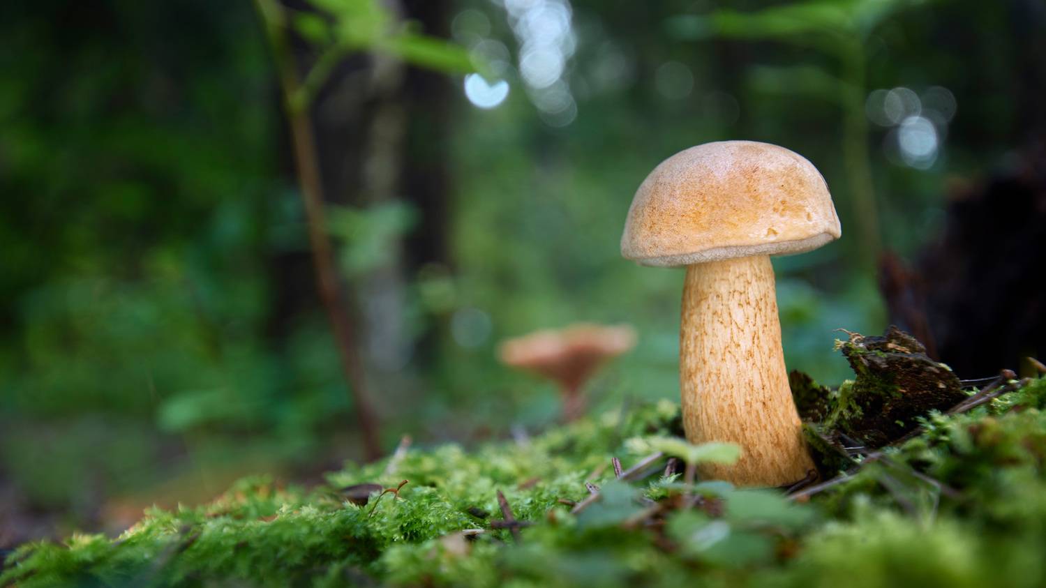 гриб, Валерий Вождаев