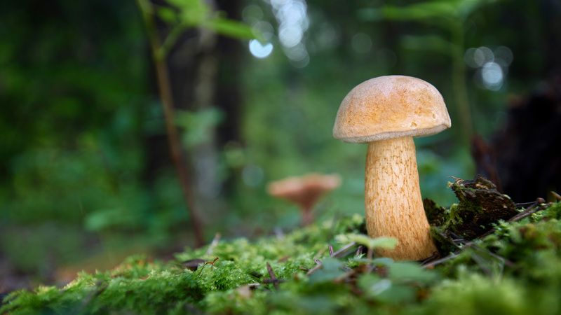 Грибок фото превью