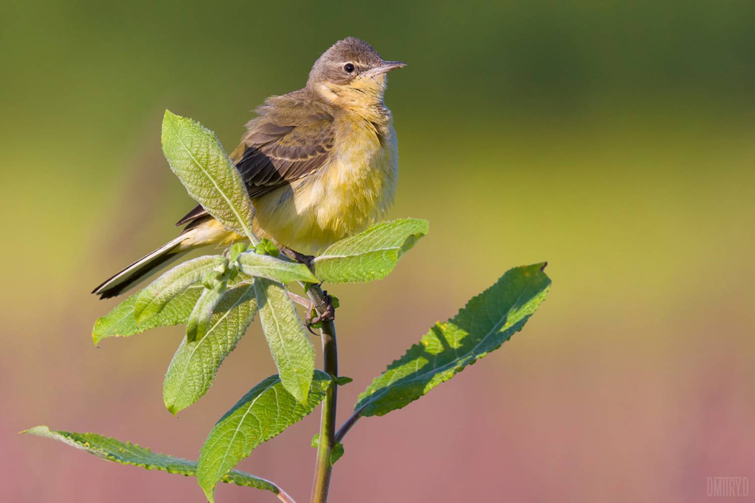 , Дмитрий Доронин