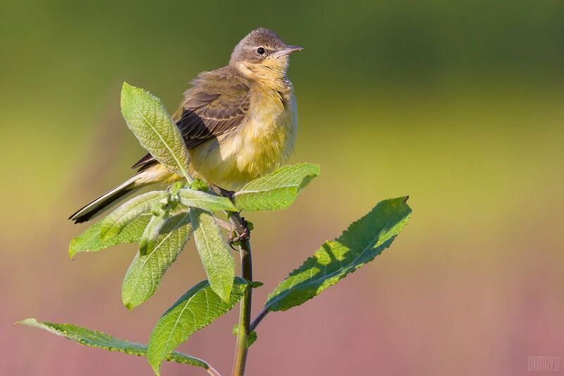 Желтая трясогузка. фото превью