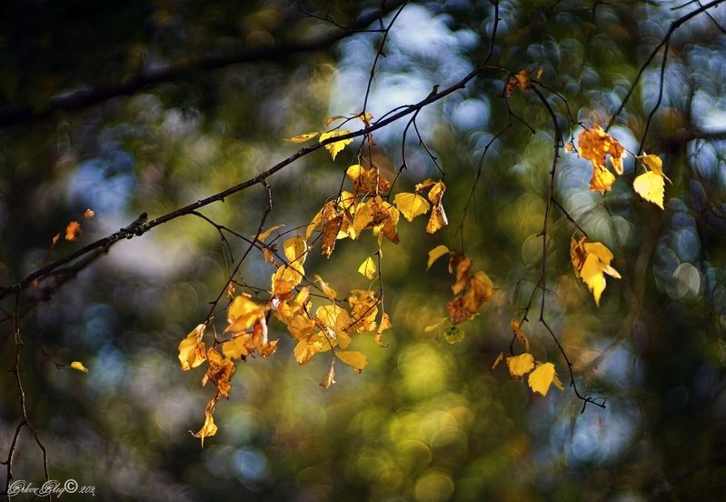 Бабье лето... фото превью