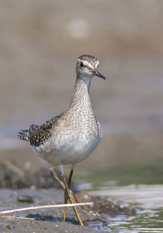 Кулик Фифи :) фото превью
