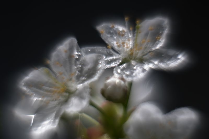 черешня, цветы, лепестки, дождь, капли После дождя фото превью