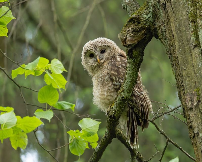 сова, совенок, уральская неясыть, птицы, неясыть, длиннохвостая неясыть  фото превью