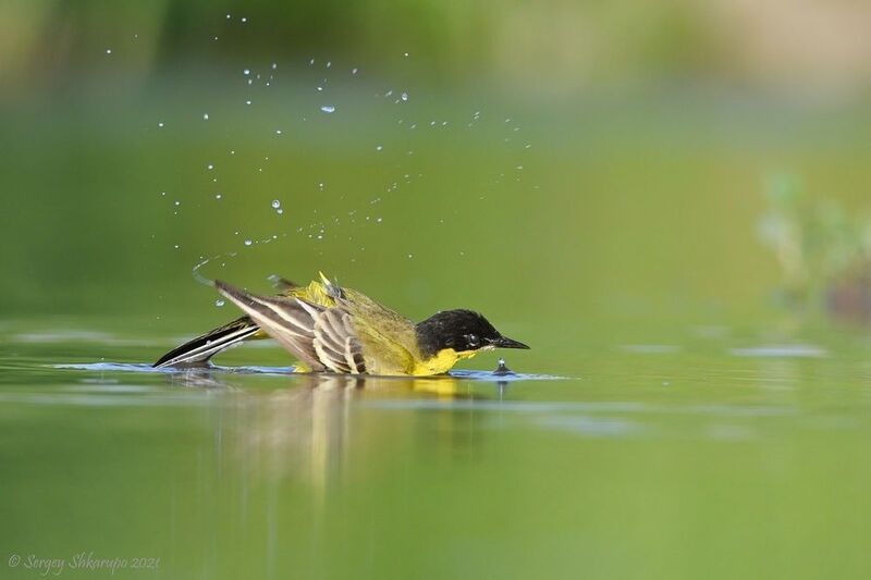 Купание трясогузки фото превью