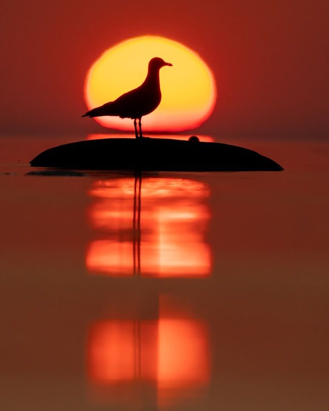 птицы, закат, чайка, балтика, финский залив, солнце, силуэт Вечер на Балтике фото превью