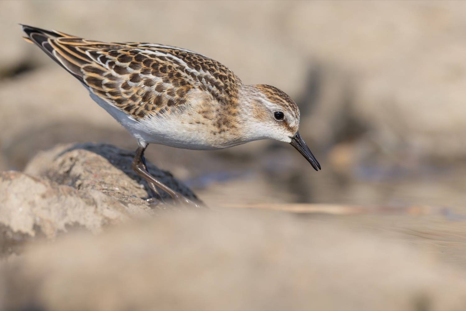 кулик-воробей, кулик, воробей, птицы, кулик воробей, Ruslan Pl