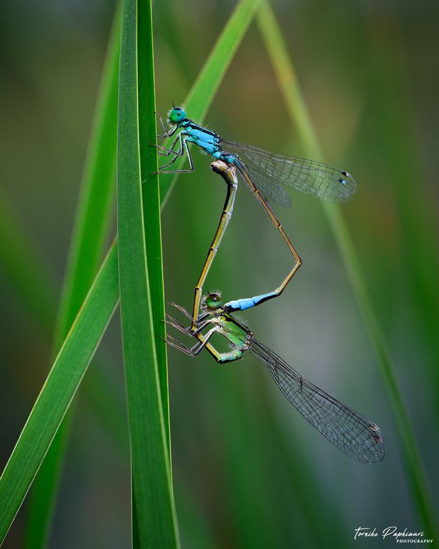 Damselfly фото превью