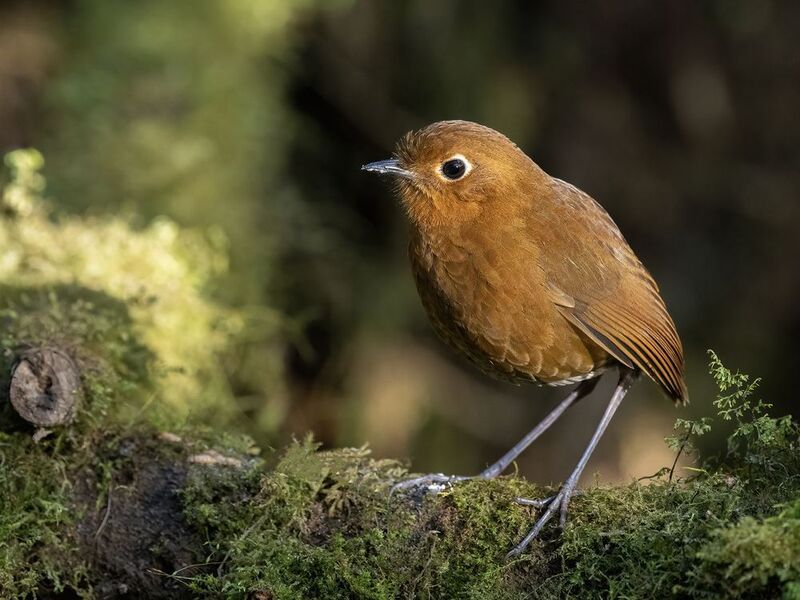 Urubamba Antpitta фото превью