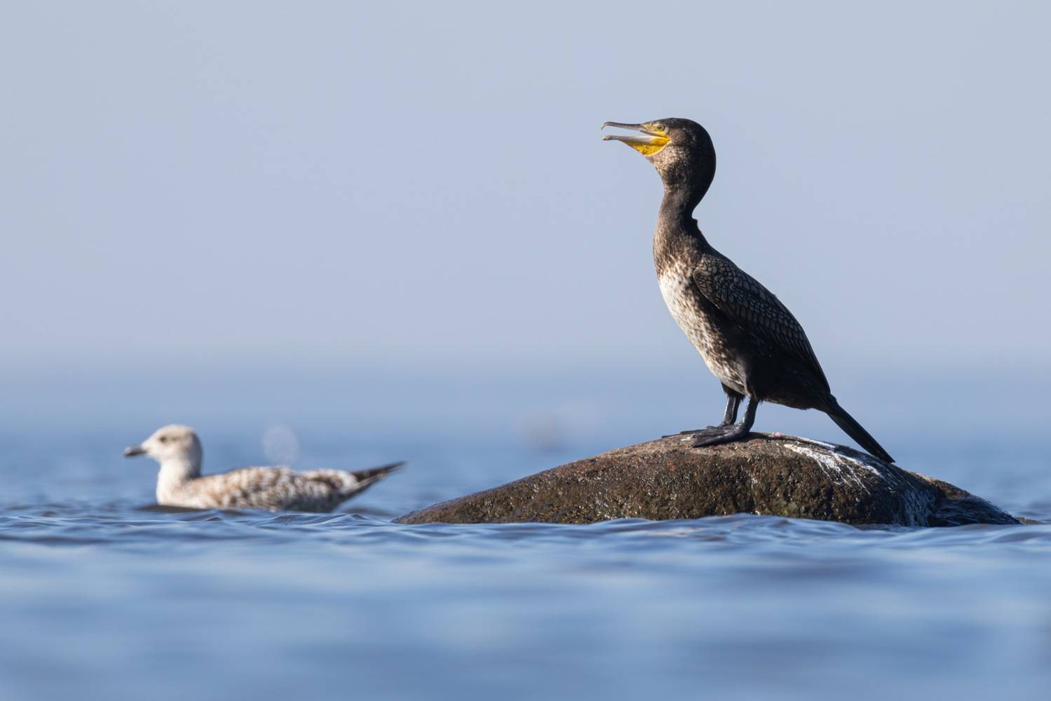 баклан, птицы, большой баклан, Ruslan Pl