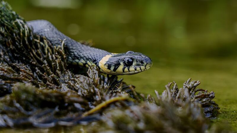 Уж фото превью
