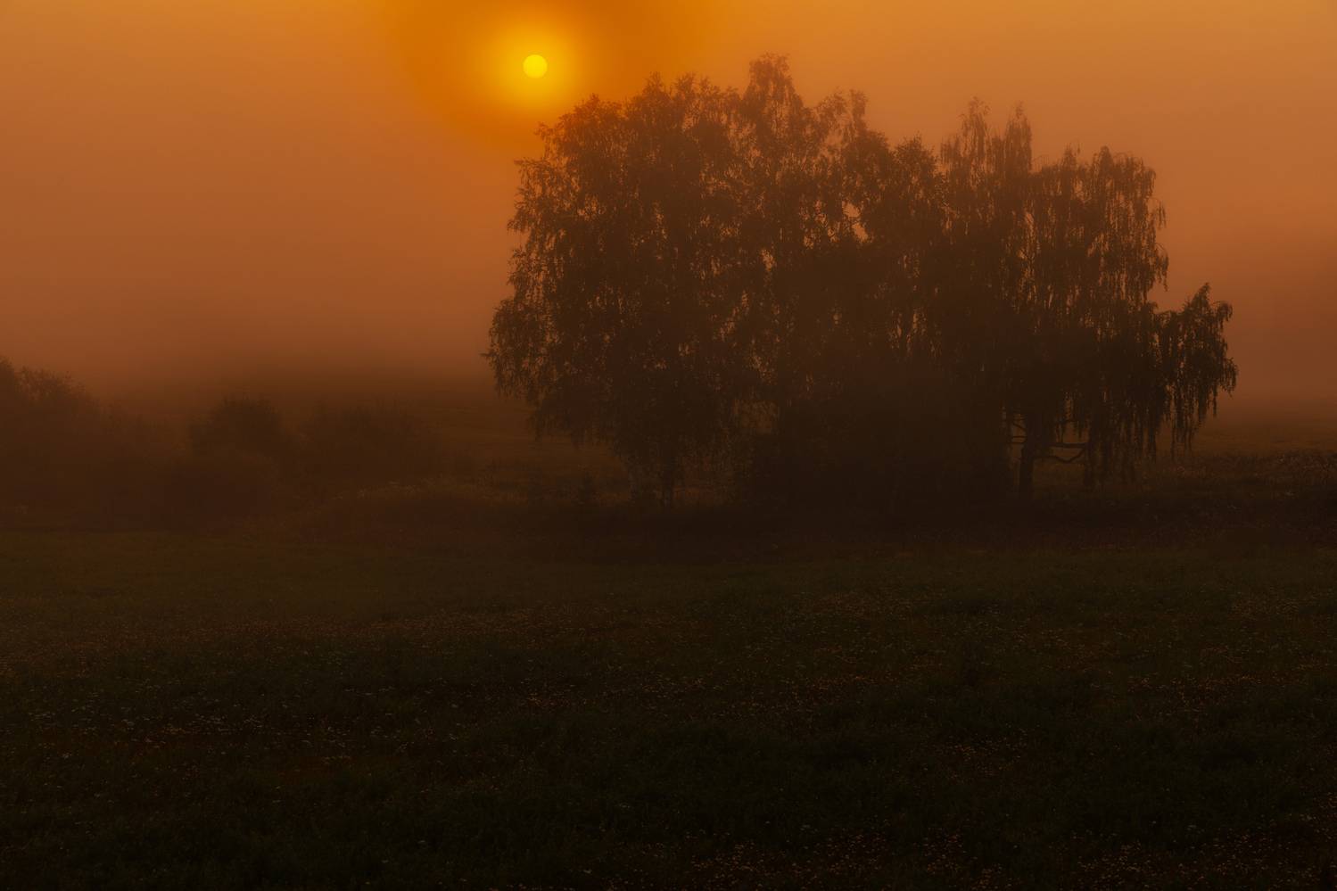 abashkin sergey,абашкин сергей, природа, forest, nature, пейзаж, туман, утро, рассвет, нижний новгород, нижегородчина, майморы, кужутки, дальнее константиново, Абашкин Сергей