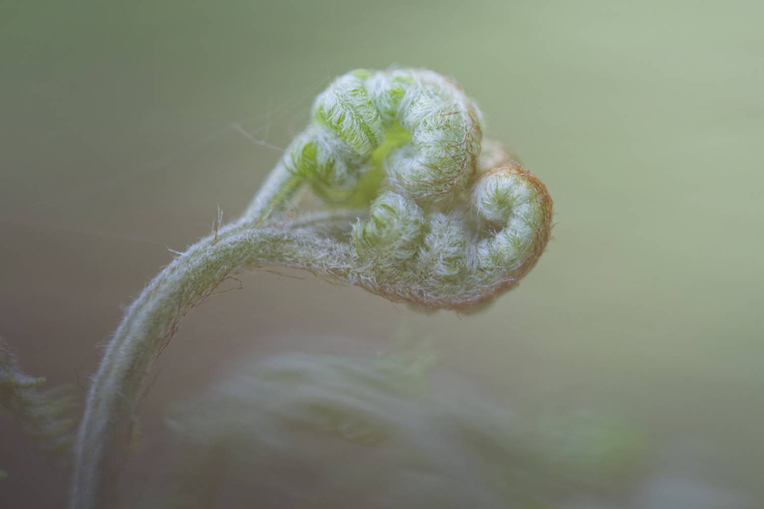 макро, fern, папоротник, macro, Хилько Марина
