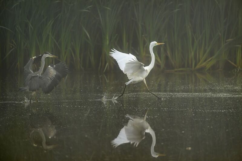 Помогите, убивают! фото превью