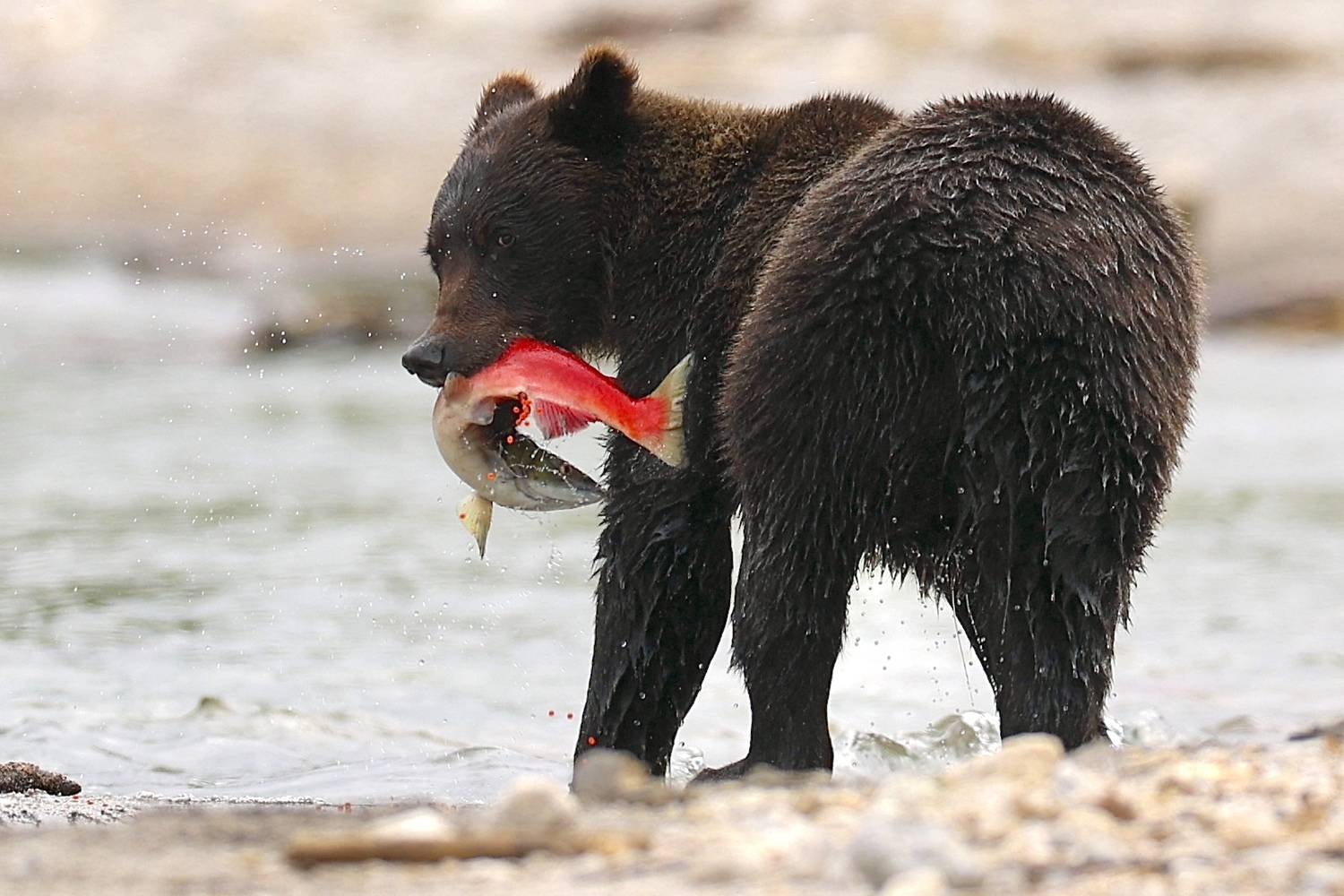 , Голубков Леонид