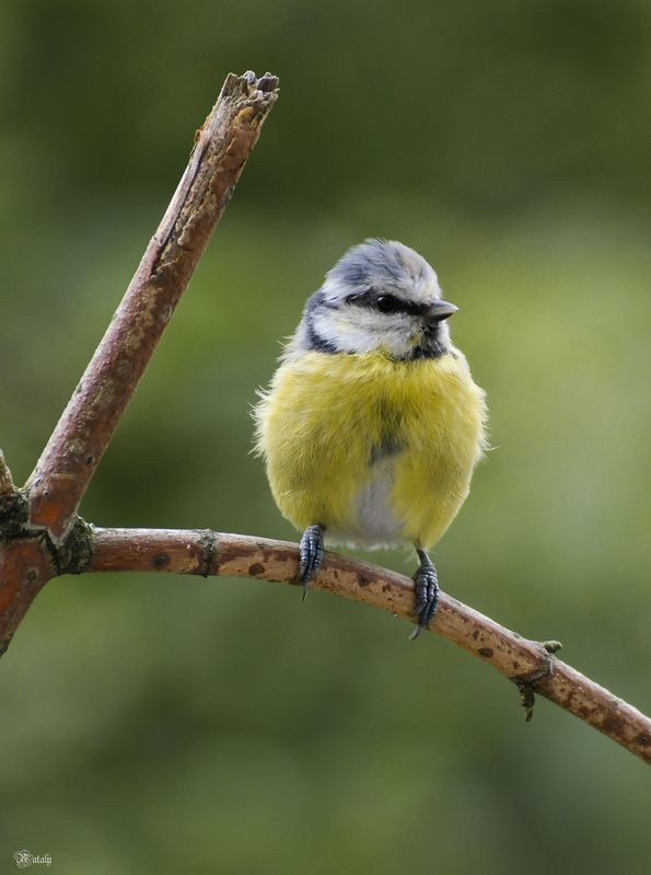 Лазоревка фото превью