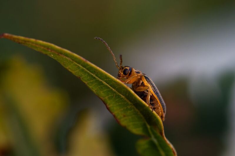 Xanthogaleruca luteola фото превью