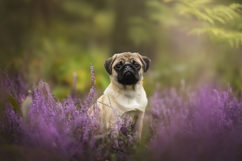 Симба фото превью