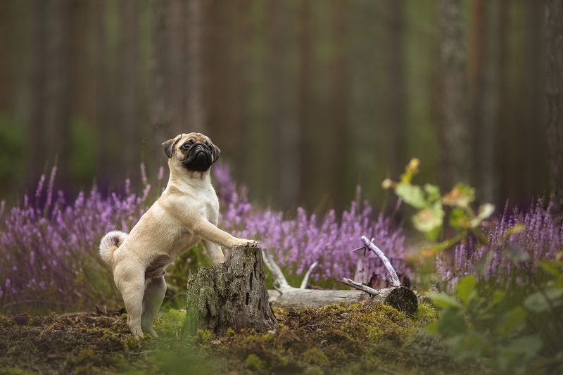 Симба фото превью