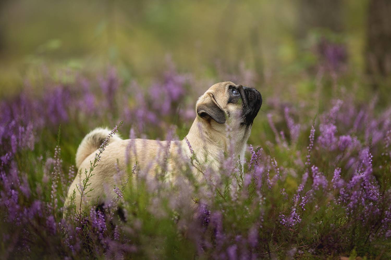 , Елена Самусенкова