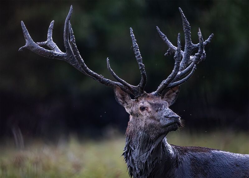 *** фото превью