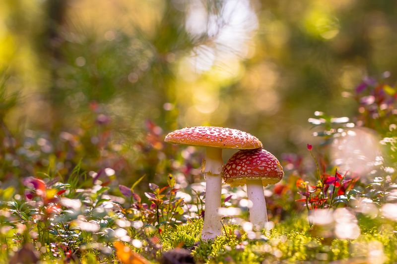 .... фото превью