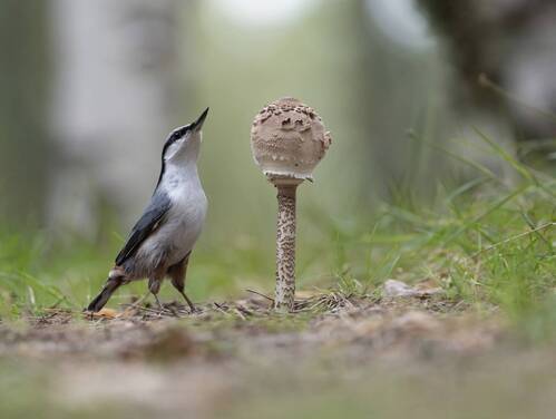Картинка из леса