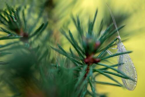 Златоглазка...