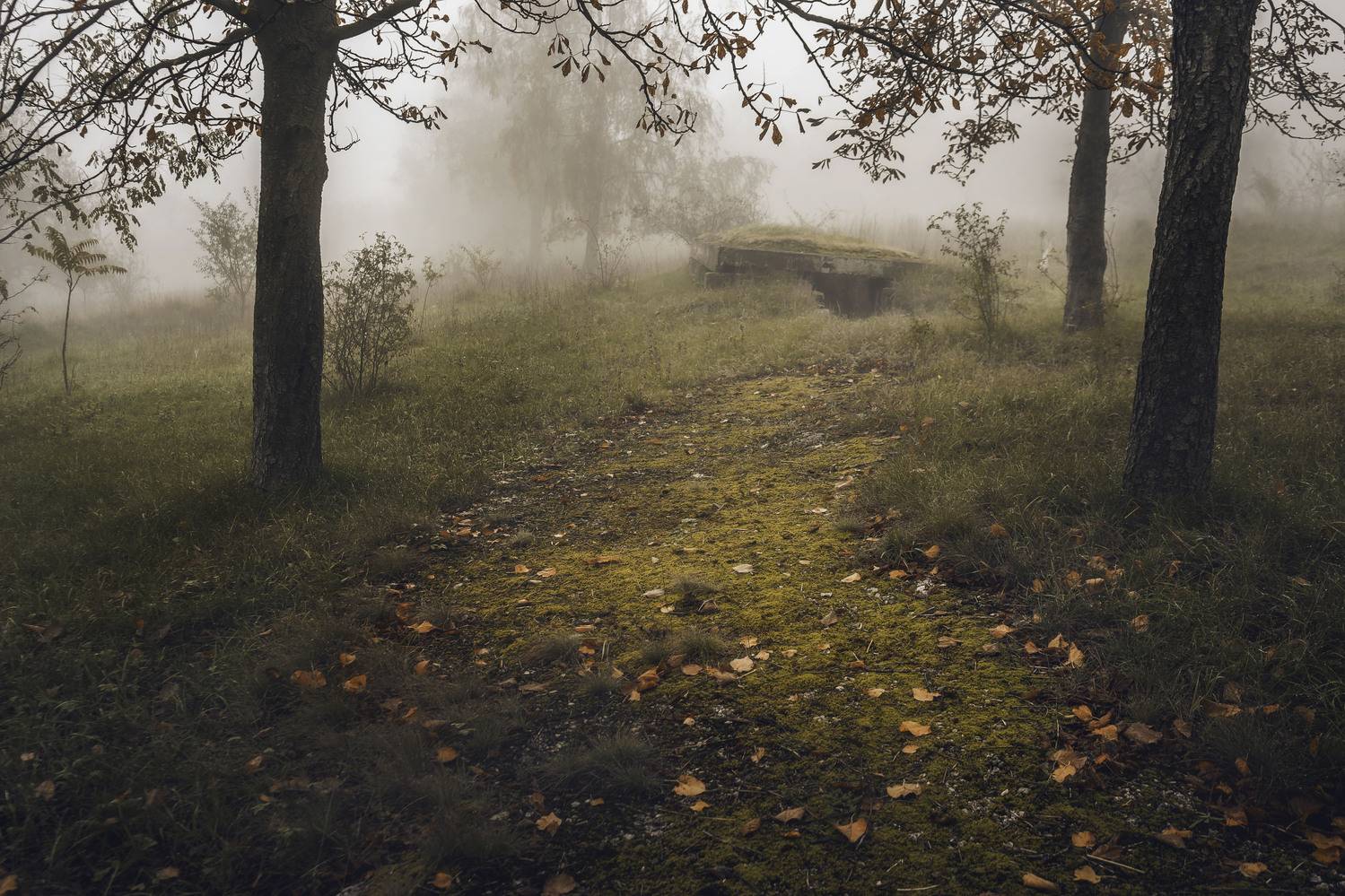 fog, mist, morning, autumn, forest, path, silence, nature, atmospheric, dreamy, cinematic, moody, landscape, trees, mystery, quiet, soft light, romantic, fine art, poetic, woodland, golden hour, peaceful, melancholic, fairytale, nature lovers, magic, phot, Oleg Suhenko