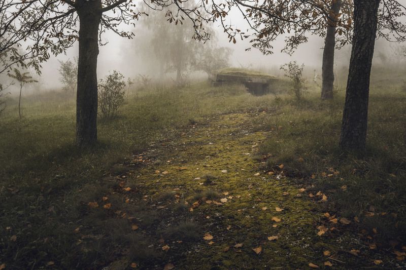 fog, mist, morning, autumn, forest, path, silence, nature, atmospheric, dreamy, cinematic, moody, landscape, trees, mystery, quiet, soft light, romantic, fine art, poetic, woodland, golden hour, peaceful, melancholic, fairytale, nature lovers, magic, phot Whispers in the Fog фото превью