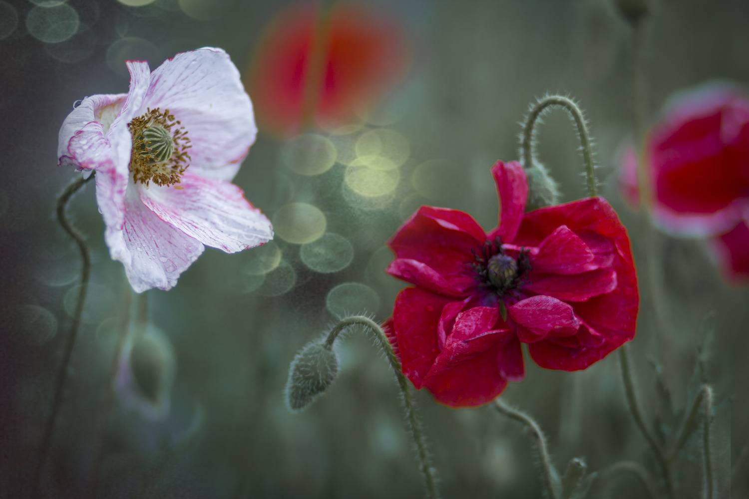 маки, Зимина Лионелла