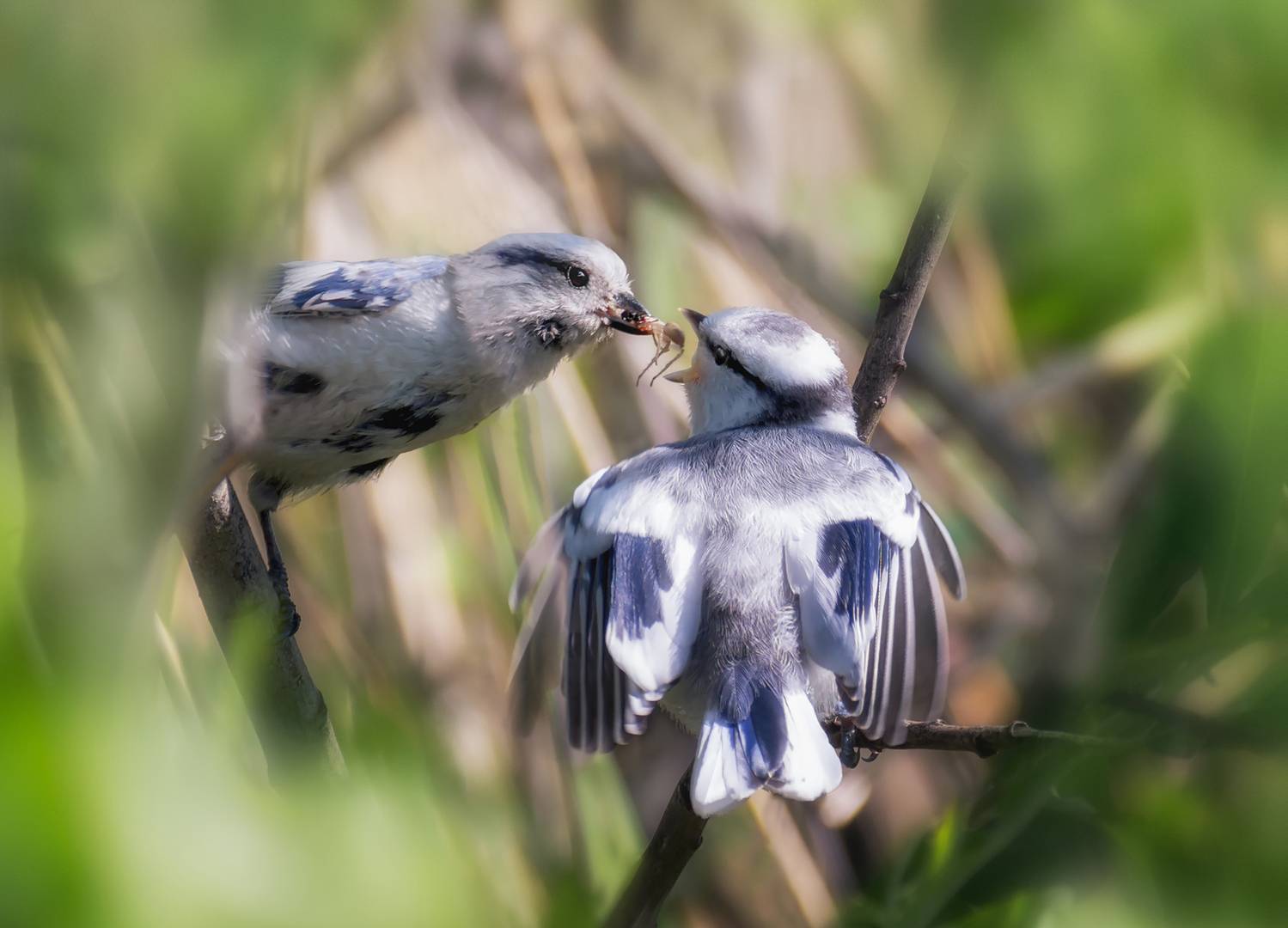 птица, князёк, белаялазоревка, кормление, птенец,, Мочалова Марина