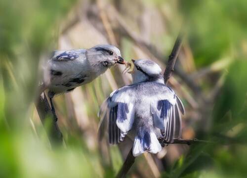 Малышу самое вкусное.