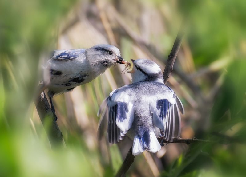 птица, князёк, белаялазоревка, кормление, птенец, Малышу самое вкусное. фото превью