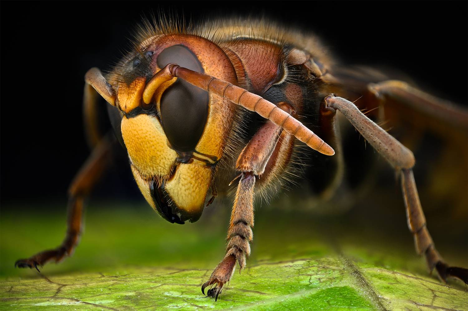 ceclii, macro, Tsvetan Ganev