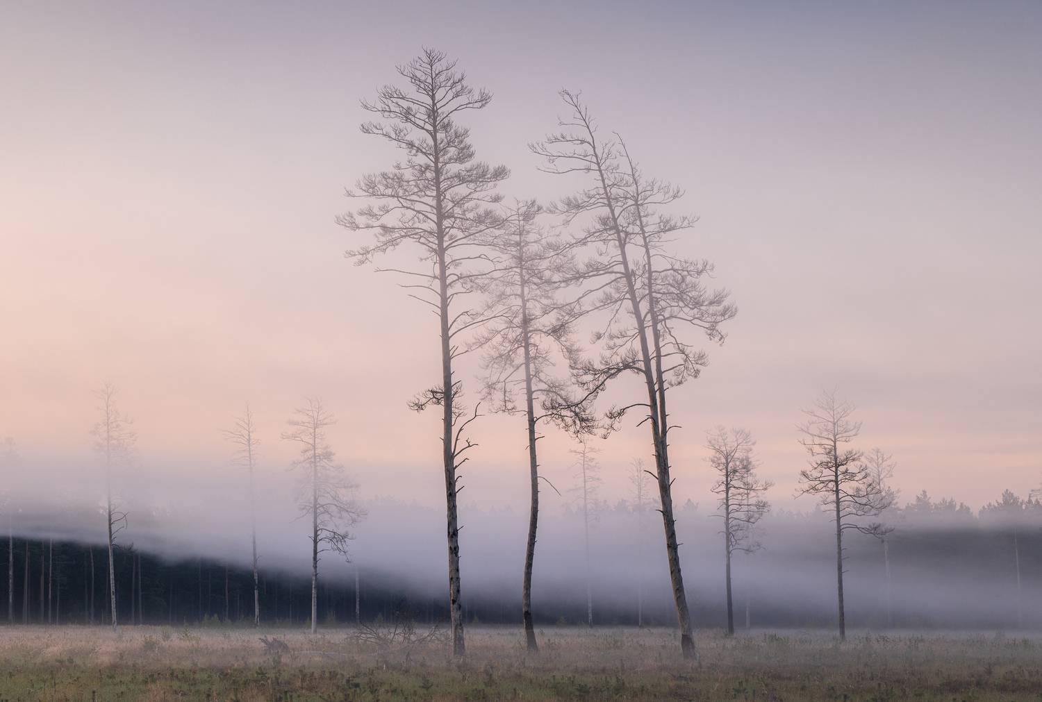 , Гордон Николай