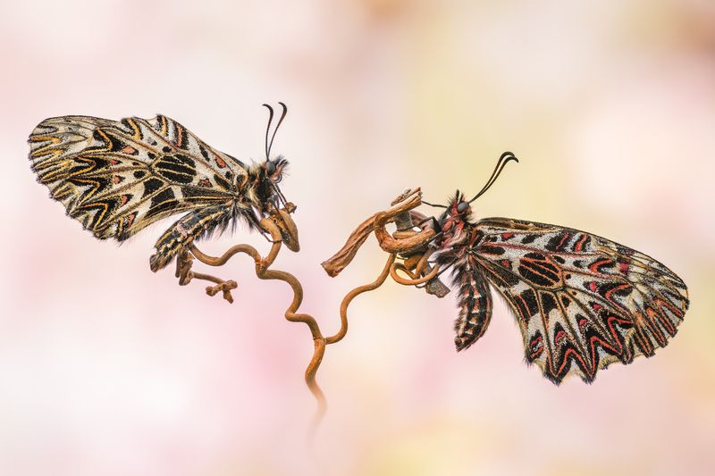 Whispers on a Vine фото превью