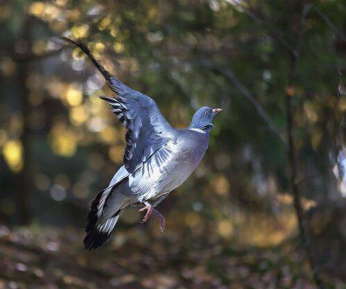 Вяхирь в танце ветра