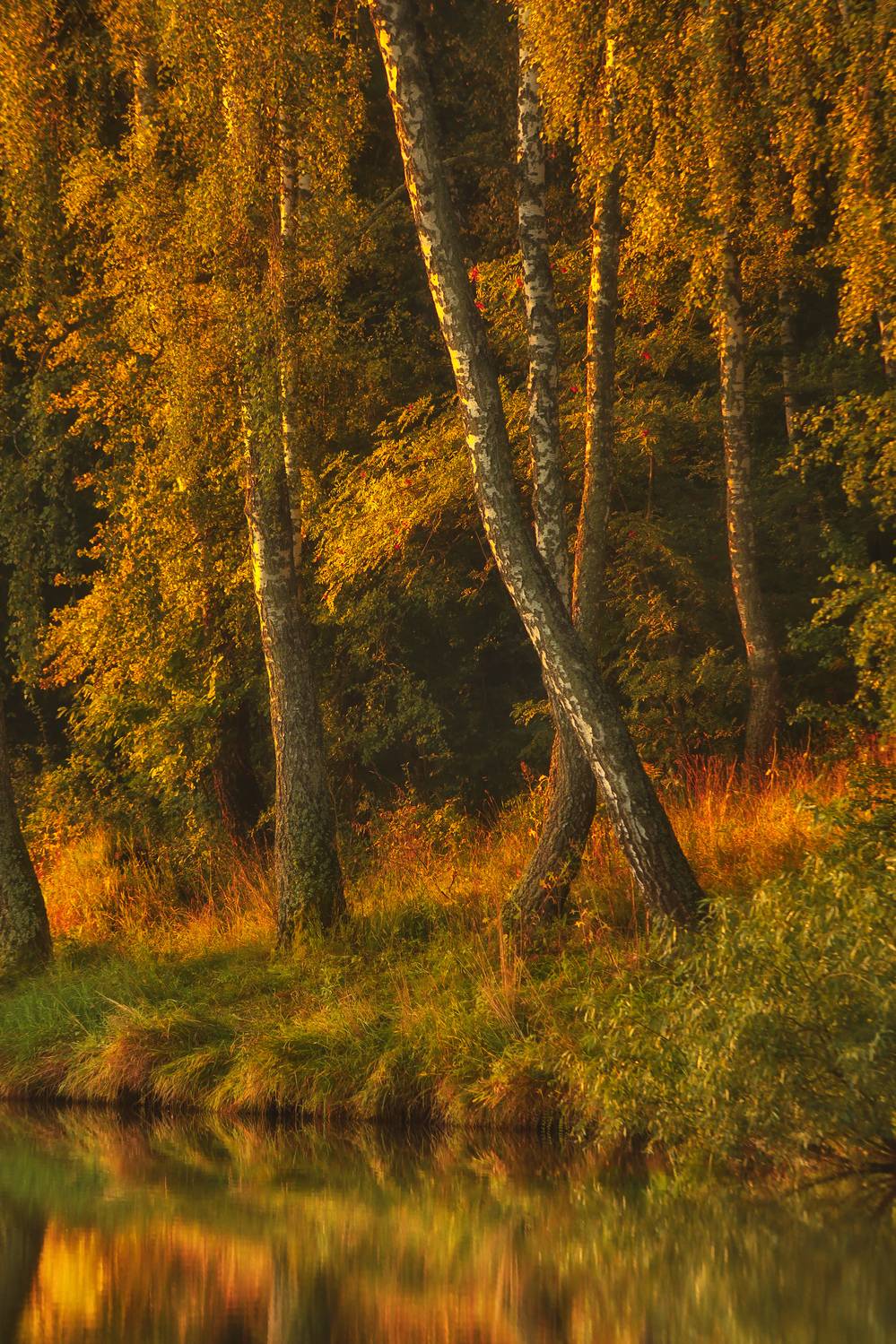 природа, лес, пейзаж, осень, nature, forest, autumn, canon, Пронин Денис