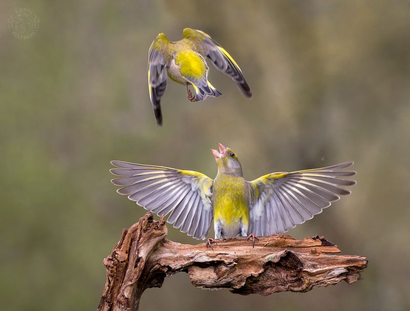 Зеленушка - Lens and Feathers фото превью