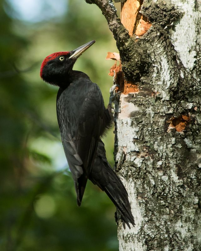 желна Желна фото превью